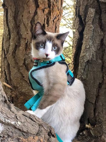 Reviewer pic of their cat on a tree wearing a light blue harness