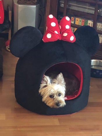 a yorkie in the black bed that is red on the inside and has minnie mouse ears and a bow on top