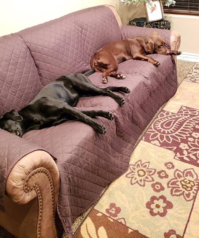 two big dogs napping on the brown couch cover on a sofa