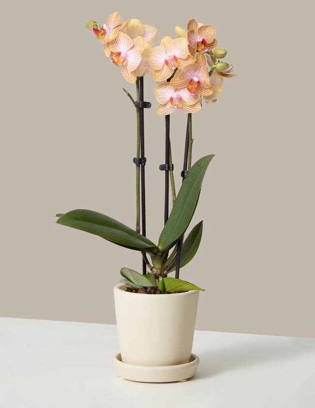 An orchid plant with light orange flowers blooming