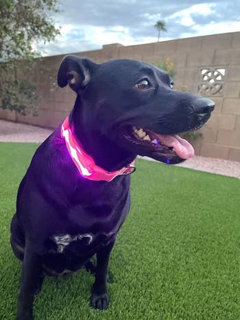 Reviewer's black dog with Led color in pink