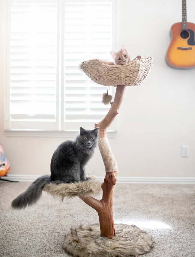 two cats perched on a wooden and faux fur cat tree