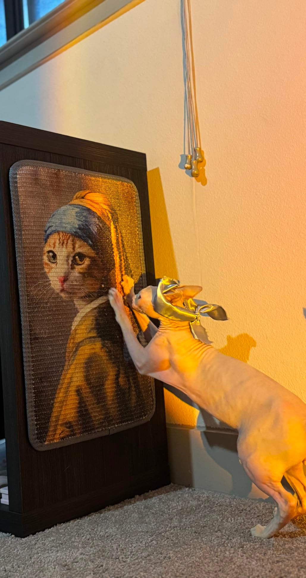 A hairless feline  wearing a chapeau  interacts with a framed representation   of a feline  depicted successful  a 