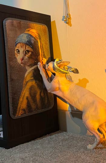 A hairless feline wearing a chapeau interacts with a framed representation of a feline depicted successful a