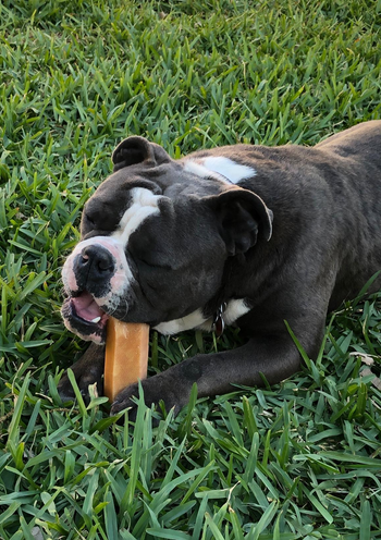 a dog chewing on the yak cheese chew