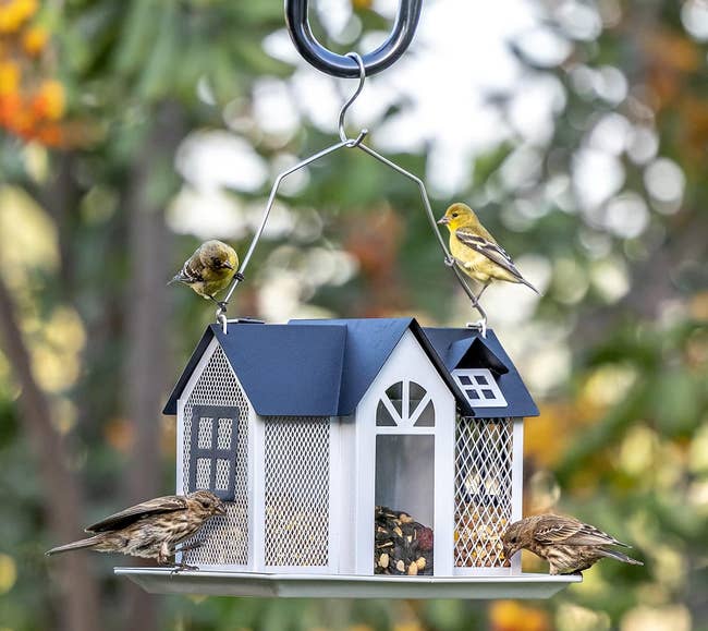 birds perched on the feeder and eating food