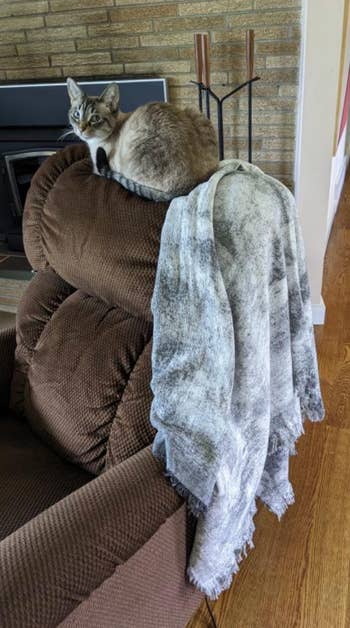 Cat sitting connected a recliner with a plush propulsion draped implicit the back, creating a cozy and inviting atmosphere