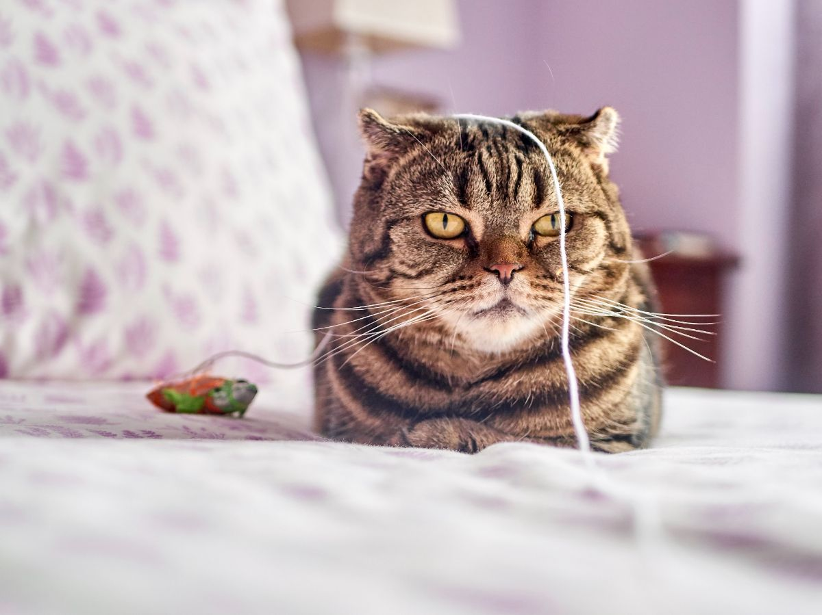 guess my favorite animal buzzfeed