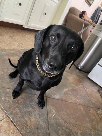 Black dog with a gold chain 