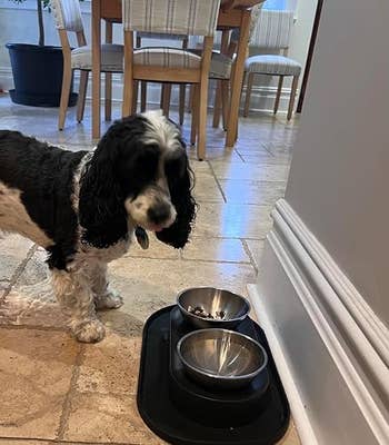 Dog stands near stainless steel food and water bowls on a kitchen floor