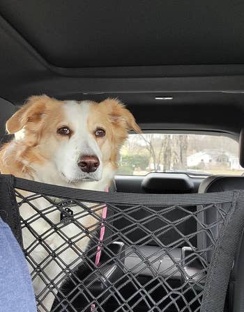Dog sitting in the backseat of a car behind a safety net, looking at the camera