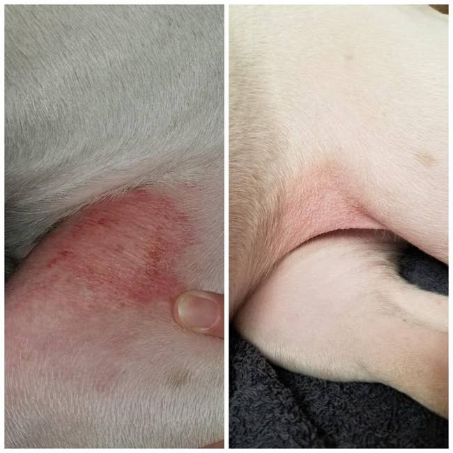 before and aft  reviewer images of a pup's blistery  spots disappearing