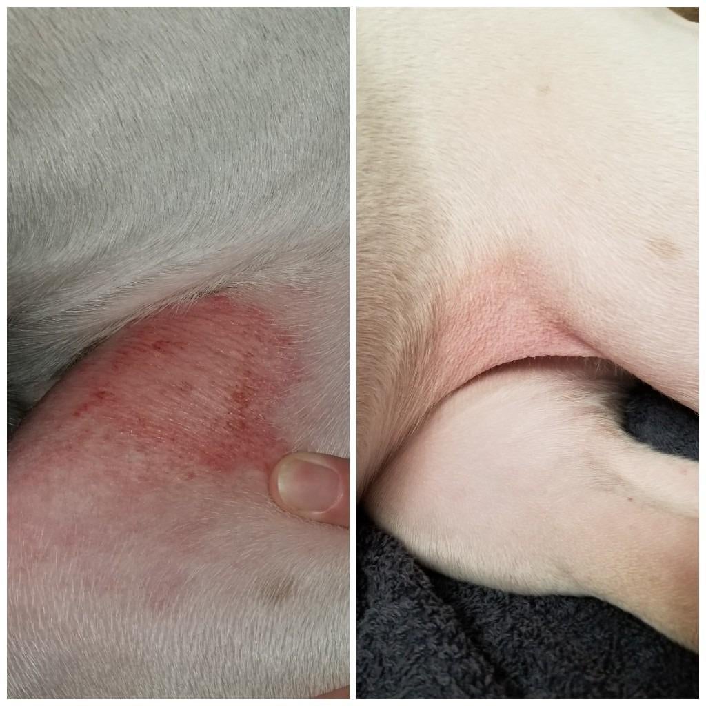 before and after reviewer images of a pup's hot spots disappearing