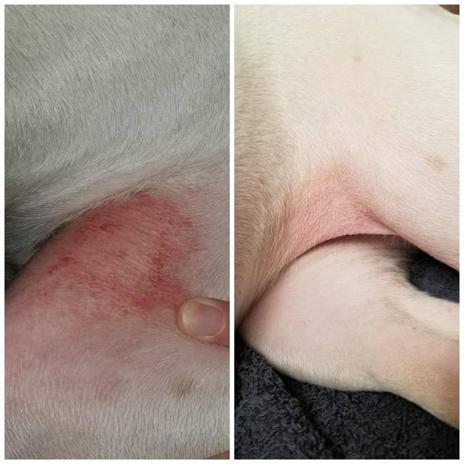 before and after reviewer images of a pup's hot spots disappearing