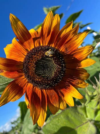 Sunflower with a bee on it against a clear sky, relevant for gardening or nature-themed shopping