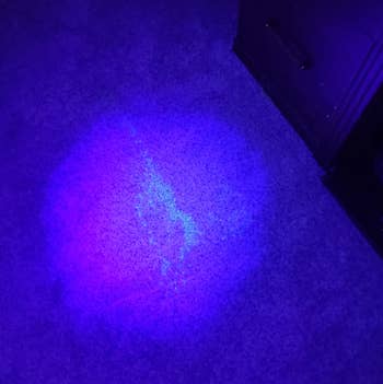 urine stain under blacklight on reviewer's rug