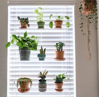 three clear shelves each holding three plants in front of a window