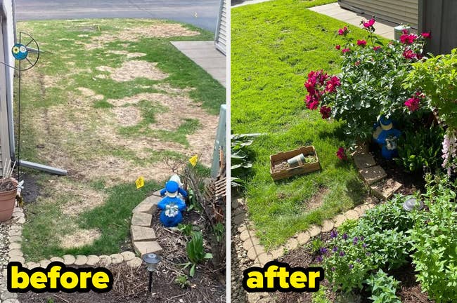 before/after of a patchy country  that present  looks greenish  with thriving grass