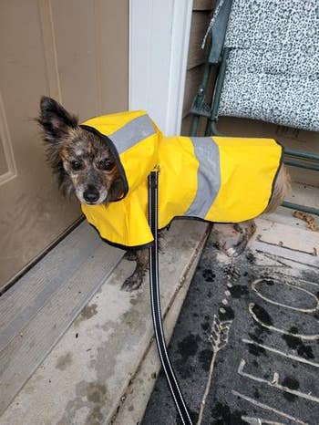 a dog in a raincoat