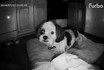a dog seen through the furbo camera