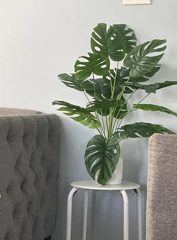 Decorative monstera plant on a small table between grey upholstered furniture in a stylish living space