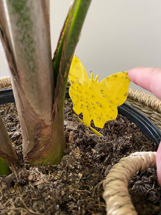 Finger pointing to a yellow butterfly-shaped sticky bug trap