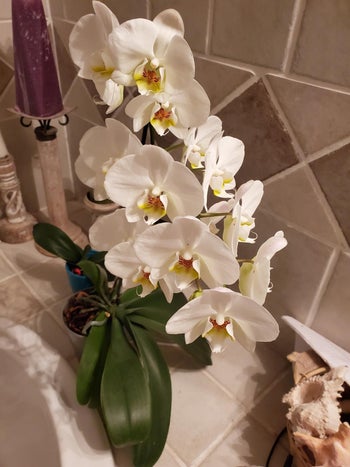 the same orchid with way more blooms