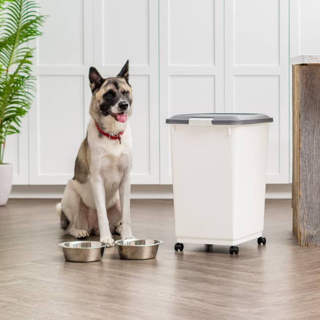 Dog sitting beside a food storage container with bowls, in a modern kitchen setting