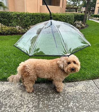 Reviewer's dog underneath the dog umbrella