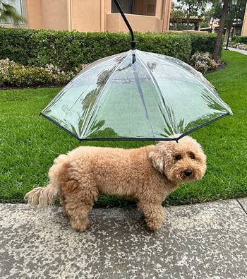 Reviewer's dog underneath the dog umbrella