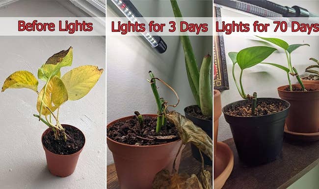 reviewer's images showing a yellowing pothos before the light, a slightly improved photo after 3 days, and a fully thriving plant after 70 days of using the light
