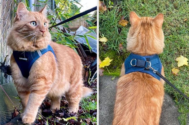 Reviewer image of orange cat wearing navy plus Velcro cat harness with two back metal loops and a black buckle outside with a black leash attached, reviewer image of back view of product on cat walking on grass
