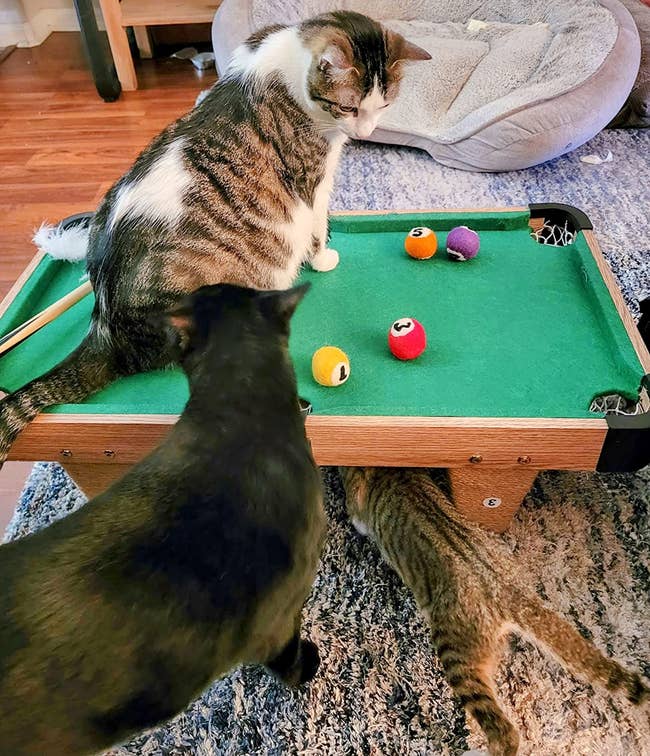reviewer image of three cats playing with the mini pool table
