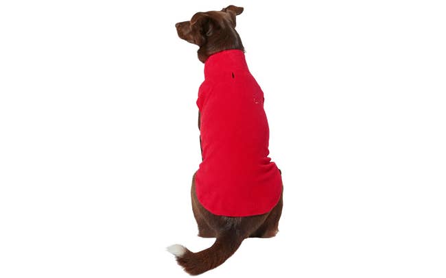 Dog in red fleece vest