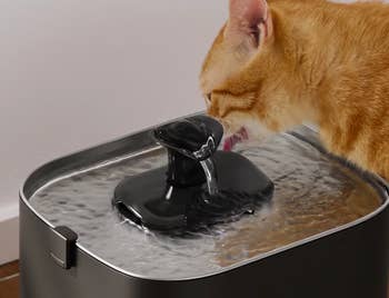 Cat drinking from a modern tabletop pet water fountain with a sleek, minimalist design
