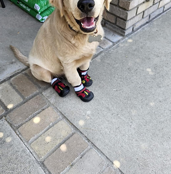 Reviewer's golden retriever wearing the boots in red 