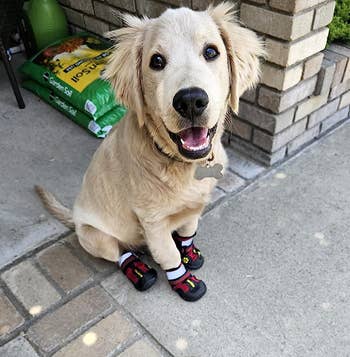 Reviewer's golden retriever wearing the boots in red 