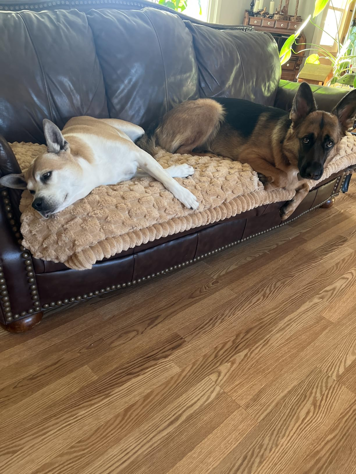 Two dogs lounging on a brown leather couch with a textured beige blanket. One is resting, while the other is attentively looking forward