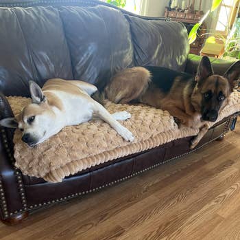 Two dogs lounging connected a brownish leather sofa with a textured beige blanket. One is resting, portion the different is attentively looking forward