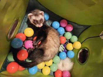 reviewer's ferret in the ball pit