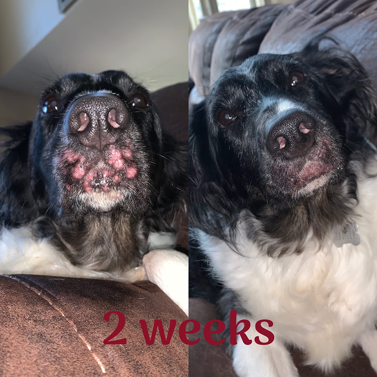 reviewer before and after images of a dog's snout covered in an outbreak that goes away