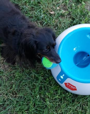 A reviewer's dog bringing a ball back to put back into the machine