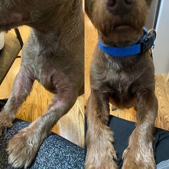 another reviewer's before and after photos showing the red patches of skin on their dog's arms have grown in with fur