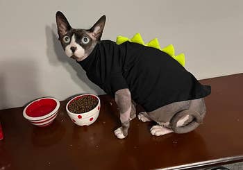 reviewer's cat wearing the sweater in black