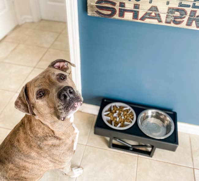 Reviewer photo of dog sitting in front of elevated dog bowl