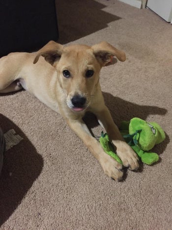 reviewer's puppy sitting with it's paws on the green toy