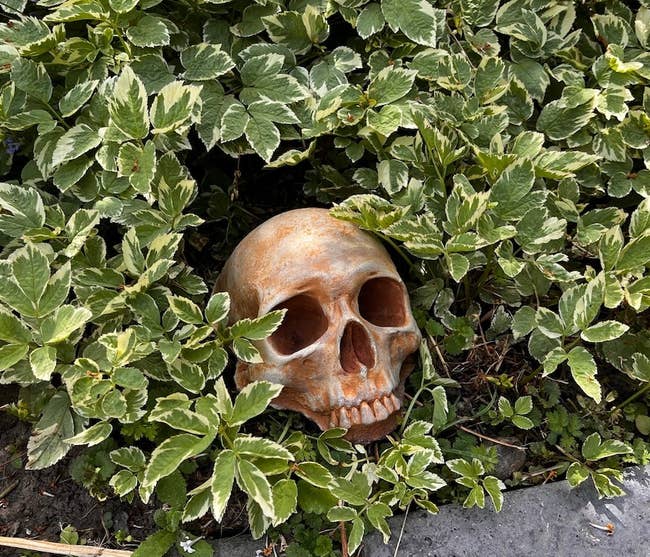 the human skull decoration nesting in plants along a path