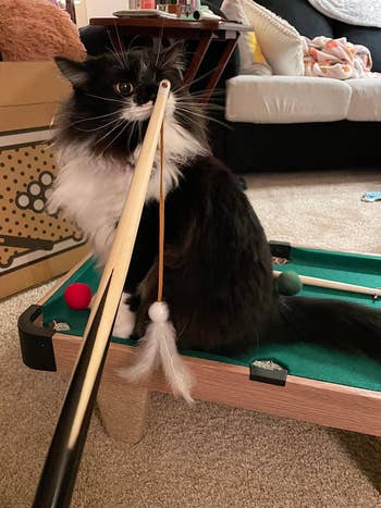 A black and white cat sits on a small pool table, playfully holding a pool cue and a dangling toy. This image is featured in a shopping article