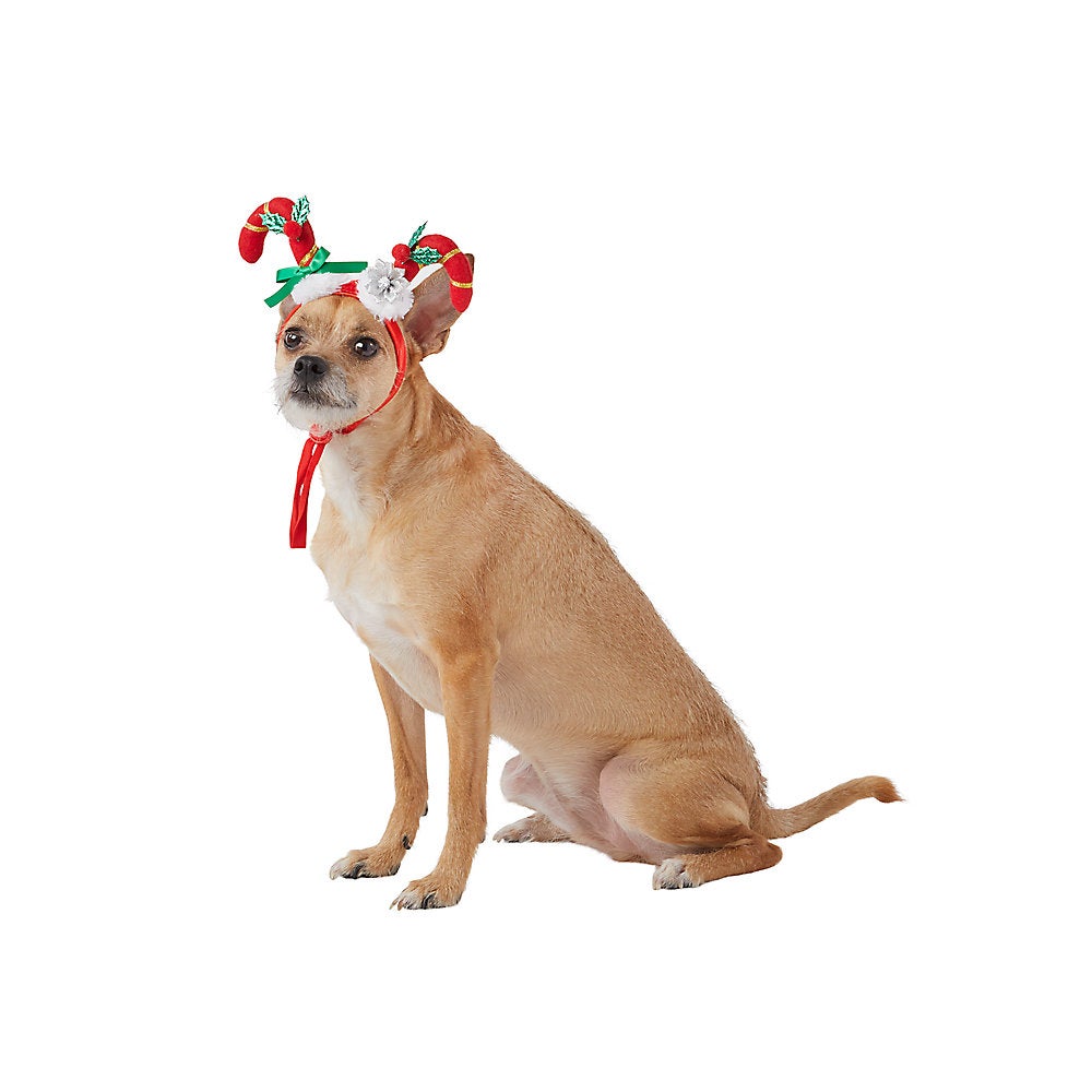 dog in antlers