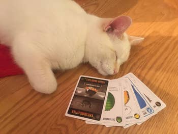 cat laying next to cards